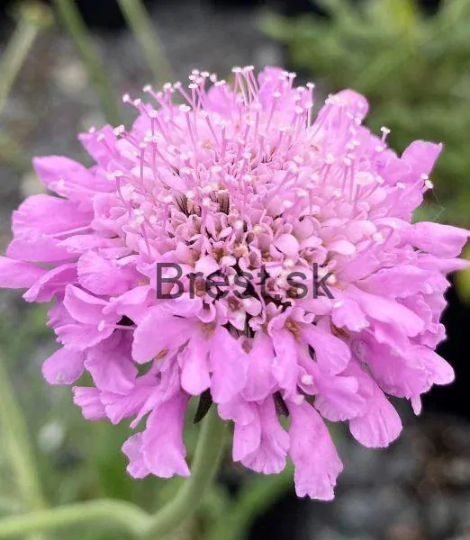 Scabiosa columbaria 'Pink Mist'